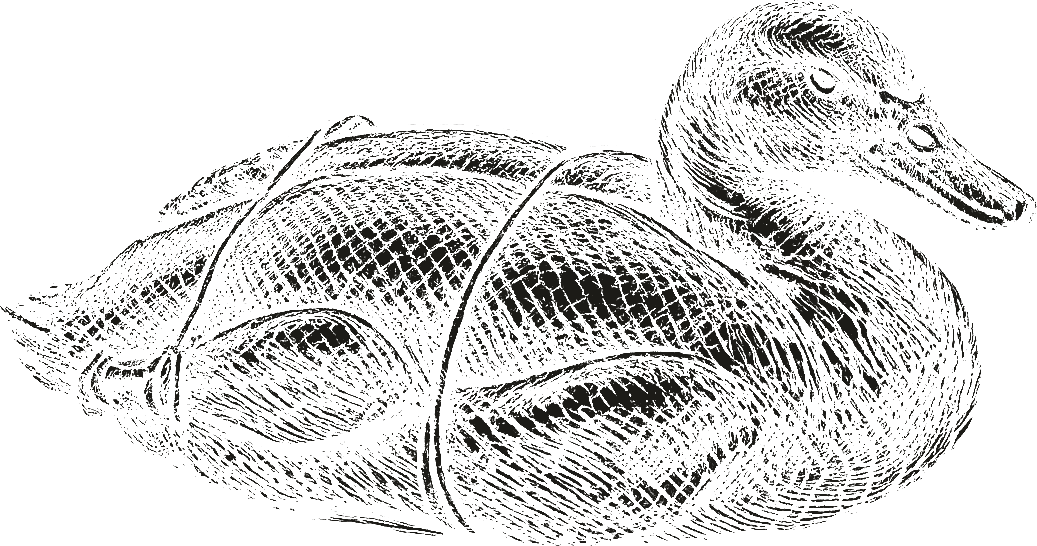 Copperplate engraving of a whole braised duck